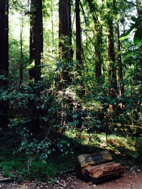 07 - Big Basin